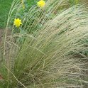 Stipa x 'Capriccio' (2)